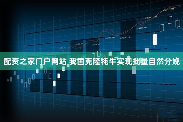 配资之家门户网站 我国克隆牦牛实现批量自然分娩
